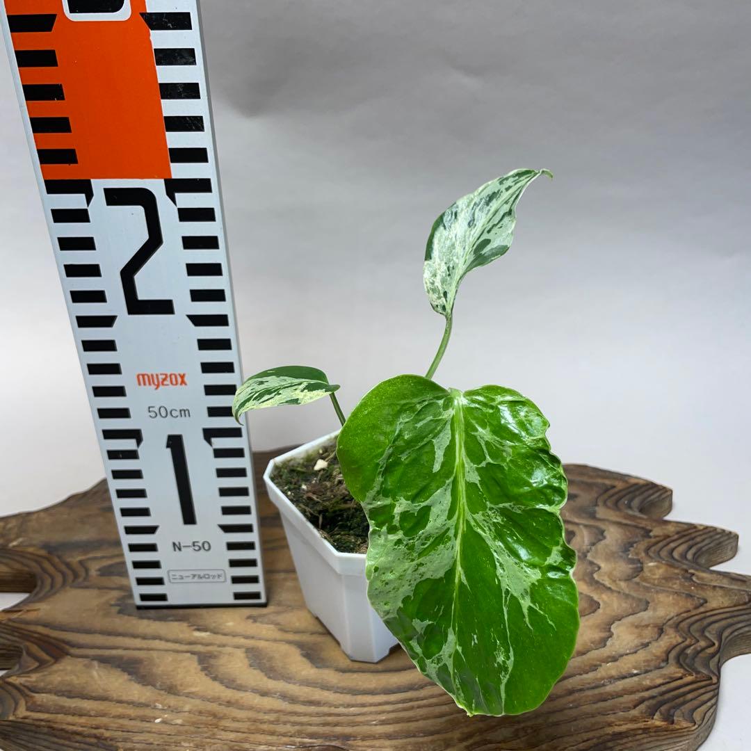 Q100品種保証斑入り保証！Bulbasaurモンステラ バルバソー フシギダネ