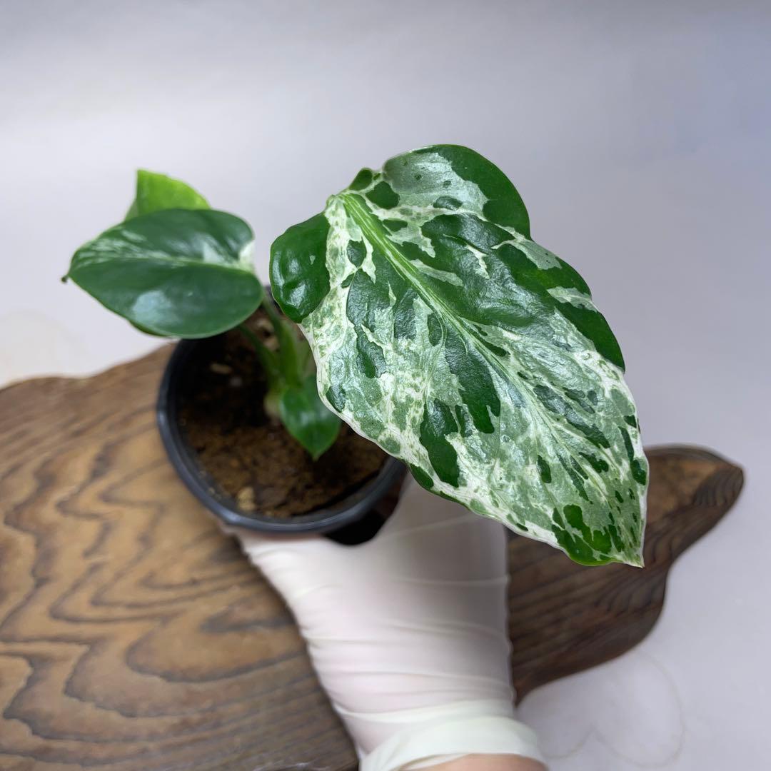 q42品種保証！斑入り保証！Bulbasaurモンステラ バルバソー フシギダネ